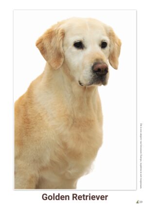 schema Golden Retriever