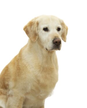 schema golden retriever