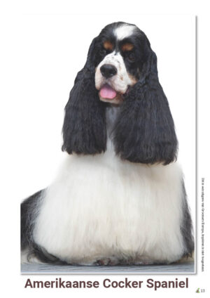 schema Amerikaanse Cocker Spaniel
