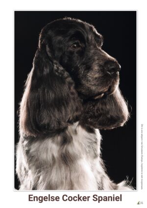 schema Engelse Cocker Spaniel