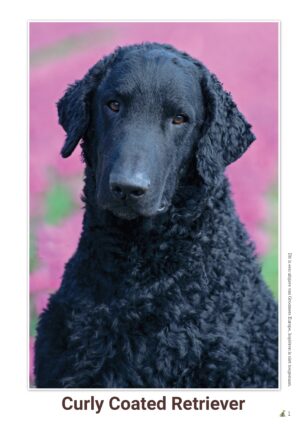 schema Curly Coated Retriever