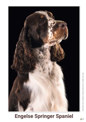 schema Engelse Springer Spaniel