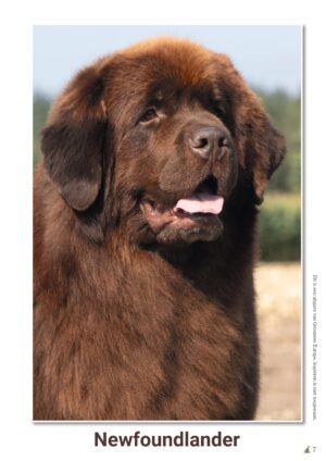 schema Newfoundlander