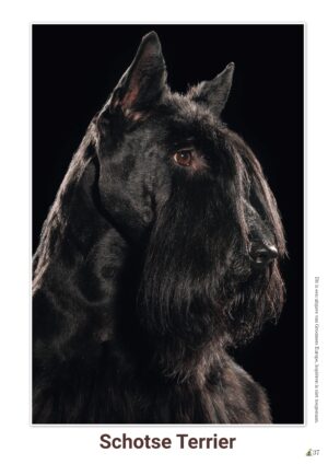 schema Schotse Terrier