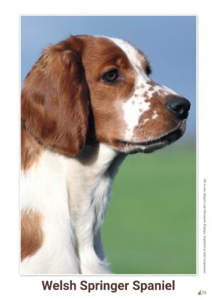 schema Welsh Springer Spaniel