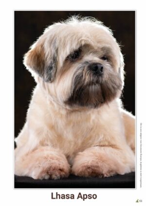 schema Lhasa Apso